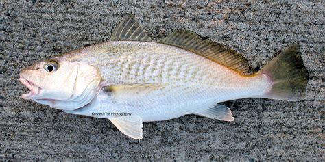 croaker fish tagalog|Squirrel Fish .